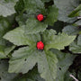 Close-up of goldenseal berries, small bright red berries above fresh woodland foliage.