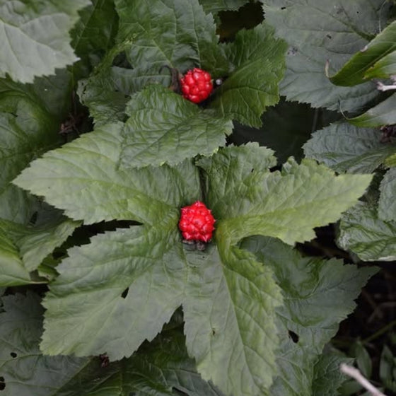 Close-up of goldenseal berries, small bright red berries above fresh woodland foliage.