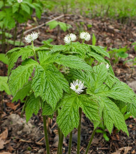 Goldenseal Plant