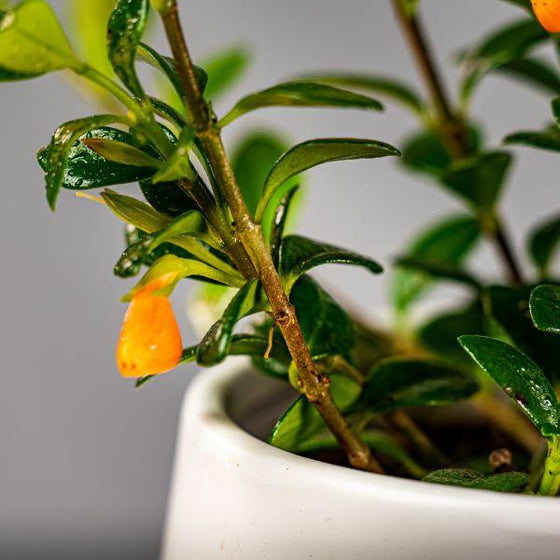 goldfish plant foliage has upward growth