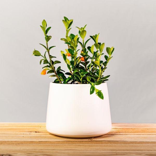 goldfish plant fertilizer Goldfish Plant