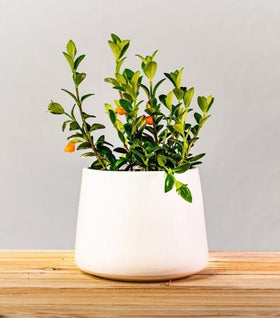 Goldfish Plant