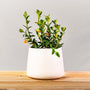beautiful gold fish plant in white pot