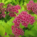Spirea Gold Flame Japonica Bush with Fuschia Flowers and Lime-Green Foliage