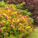 Spirea Japonica Goldflame is a Dense Shrub with Yellow Leaves and Pink Florets