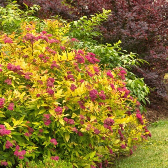 Spirea Japonica Goldflame is a Dense Shrub with Yellow Leaves and Pink Florets