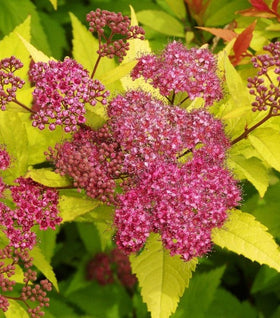 Goldflame Spirea