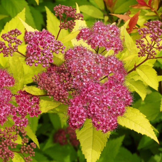 Goldflame Spirea - 3 Gallon Pot