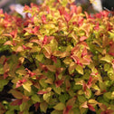 Goldflame Japonica Spirea Shrub Transitions to Copper Foliage in Fall