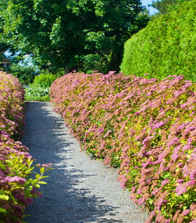 Goldmound Spirea