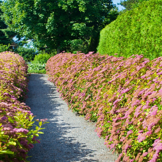 fertilizer for spirea plant Goldmound Spirea