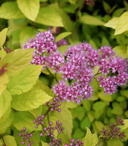 Goldmound Spirea