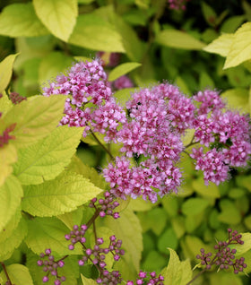 Goldmound Spirea