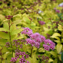 Pink Goldmound Spirea Flowering Shrubs with bright green foliage and pink flowers
