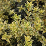 close up shot of vibrant yellow and green foliage on goshiki false holly