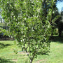 A well pruned Granny Smith Apple Tree