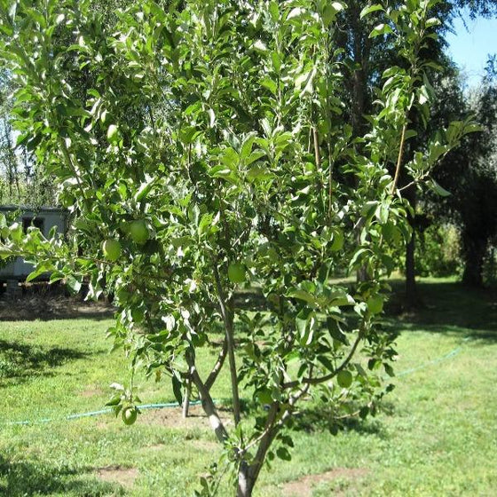 Dwarf Granny Smith Apple Tree - A true culinary delight for fresh eating,  baking, and cooking! (2 years old and 3-4 feet tall.)