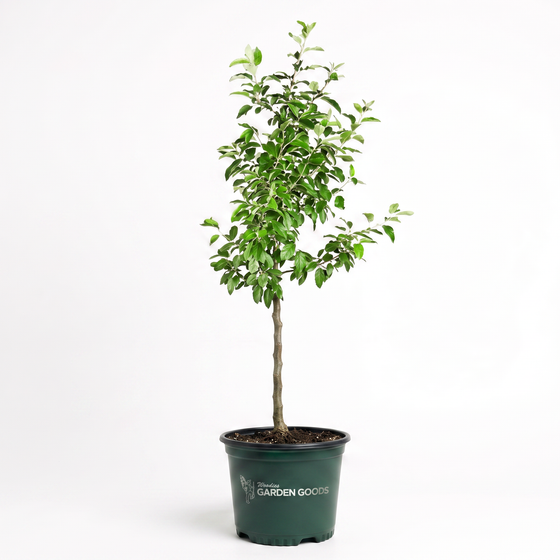 Potted granny smith apple tree