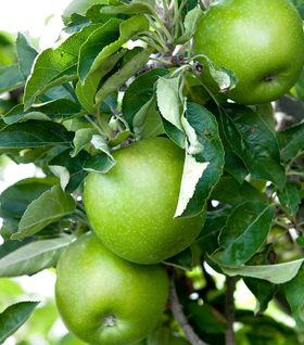 Granny Smith Apple Tree