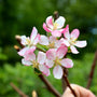 pink blooms on granny smith apple tree