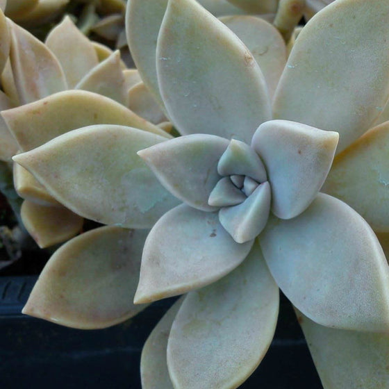 Graptopetalum Ghost Plants for Sale | Garden Goods Direct