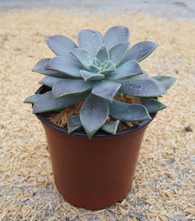 Graptopetalum Ghost Plants