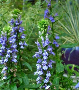 Great Blue Lobelia