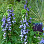 Blue Cardinal Flower with long stems full of blue blooms