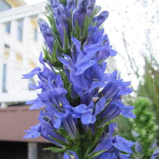 Close up of blue, trumpet-shaped flowers of Blue Cardinal Lobelia Flower