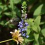Close up of Blue Cardinal Flower pollinator perennial attracting hummingbird