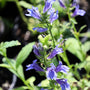close up view of great blue lobelia blooms