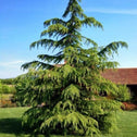 Mature Green Atlas Cedar Tree