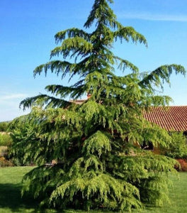 Green Atlas Cedar