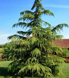 Green Atlas Cedar