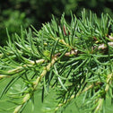 Close up of Green Atlas Cedar Tree