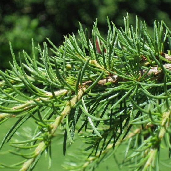 Close up of Green Atlas Cedar Tree