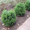 landscaping hedge row of boxwood Green Ice