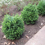 landscaping hedge row of boxwood Green Ice