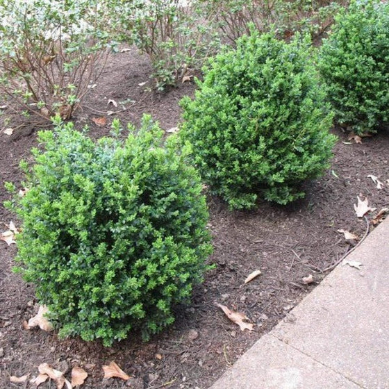 landscaping hedge row of boxwood Green Ice