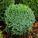 buxus green ice boxwood