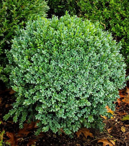 Green Ice Boxwood