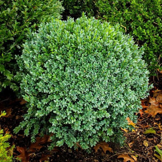 buxus green ice boxwood