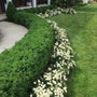 Row of Green Ice Boxwoods as a hedge