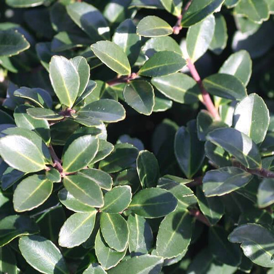 leaves of Green luster holly