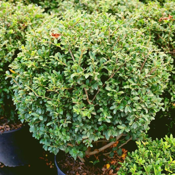 green luster japanese holly evergreen shrub