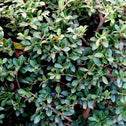 Evergreen japanese holly green luster