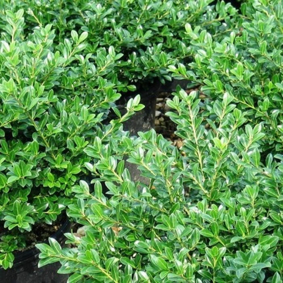 green luster holly evergreen shrub plants