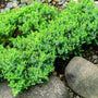 A low-growing evergreen shrub, Green Mound Juniper, with dense, cushion-like form and vibrant green foliage, growing alongside rocks.