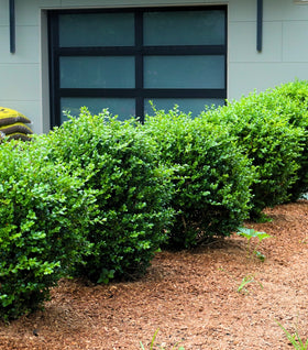 Green Mountain Boxwood
