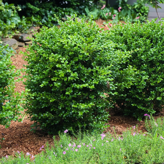 close up view of green mountain boxwoods evergreen foliage